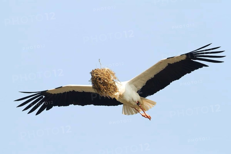 White Stork (Ciconia ciconia) flying, Baden-Wuerttemberg, Germany