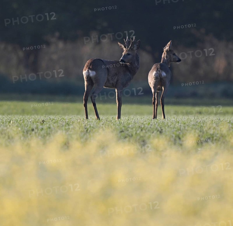 Roe deer (Capreolus capreolus) in winter coat, winter cover, standing in a field, wildlife, Thuringia, Germany