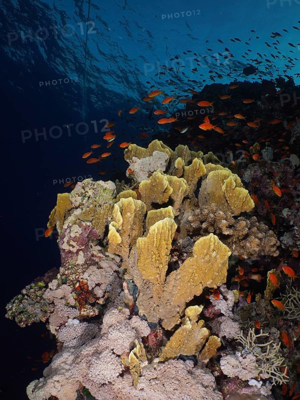 Plate fire coral (Millepora platyphylla)