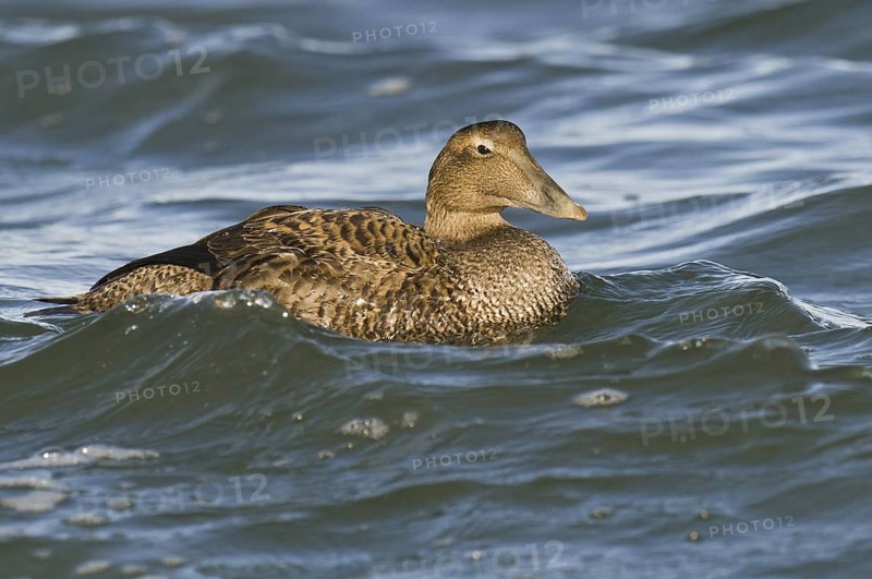 Common Eider (Somateria mollissima) female, New Jersey, USA