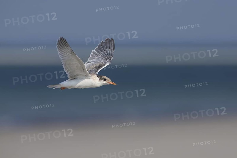 Common Tern (Sterna hirundo) juvenile flying, Massachusetts, USA