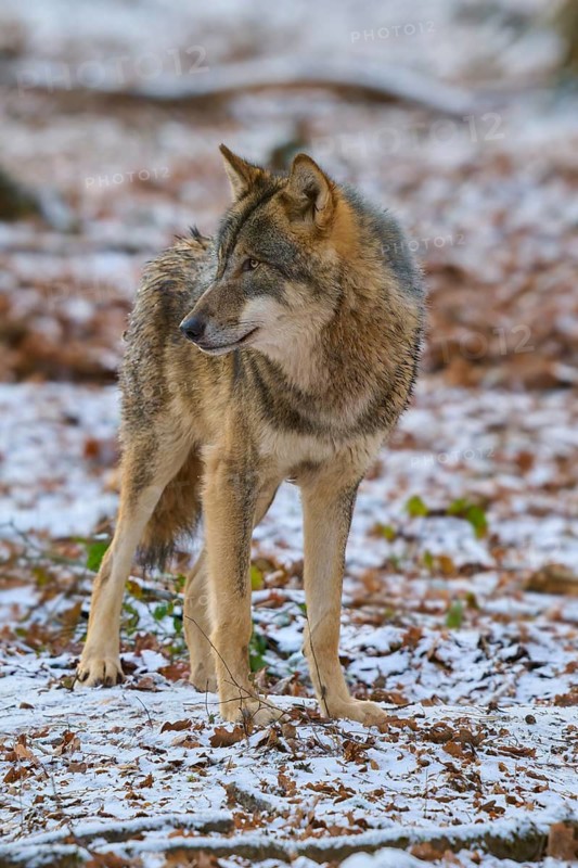 A watchful wolf stands in the cold winter forest and looks to the side, Winter, Wolf (Canis lupus), Germany