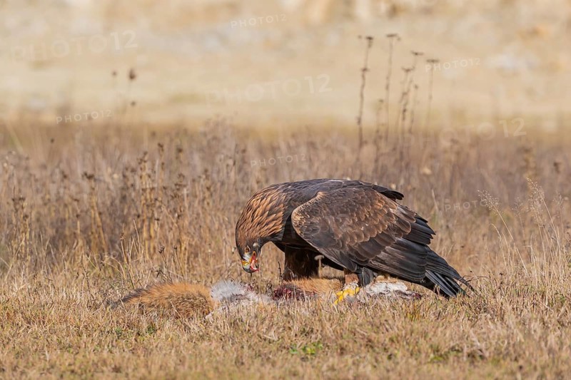 One golden eagle (Aquila chrysaetos) sitting in bright sunlight on a meadow, feeding on a dead fox