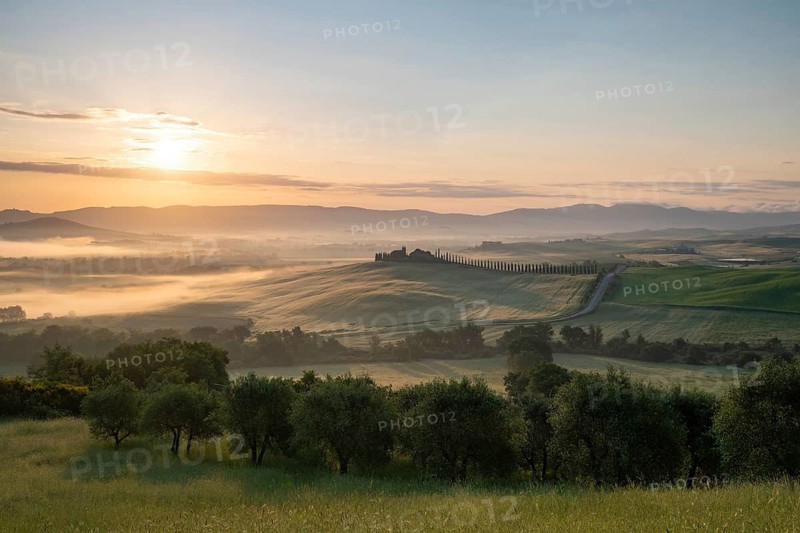 Poggio Covili estate with cypress alley (Cupressus) at sunrise, near San Quirico d'Orcia, Val d'Orcia, Siena Province, Tuscany, Italy