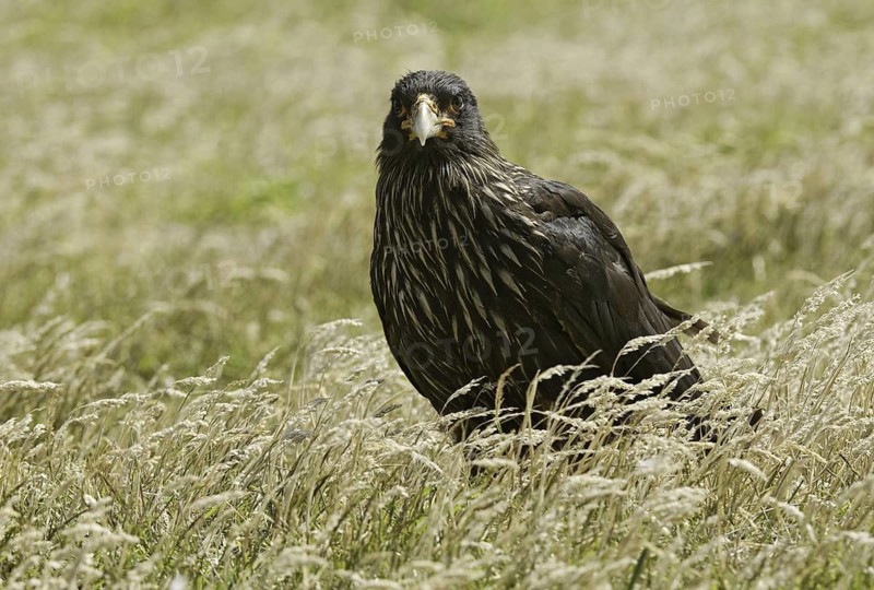 Striated Caracara (Phalcoboenus australis), Falkland Islands