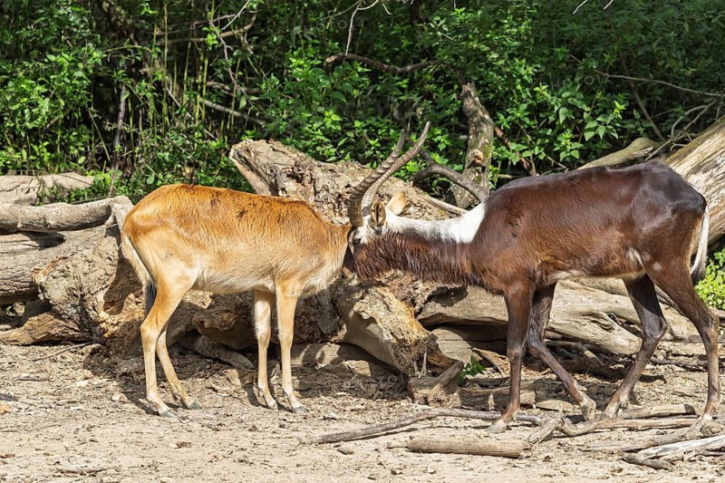 A fully grown male Nile lechwe antelope (Kobus megaceros) and a female meet in front of dry tree trunks lying around. South Sudan and Ethiopia