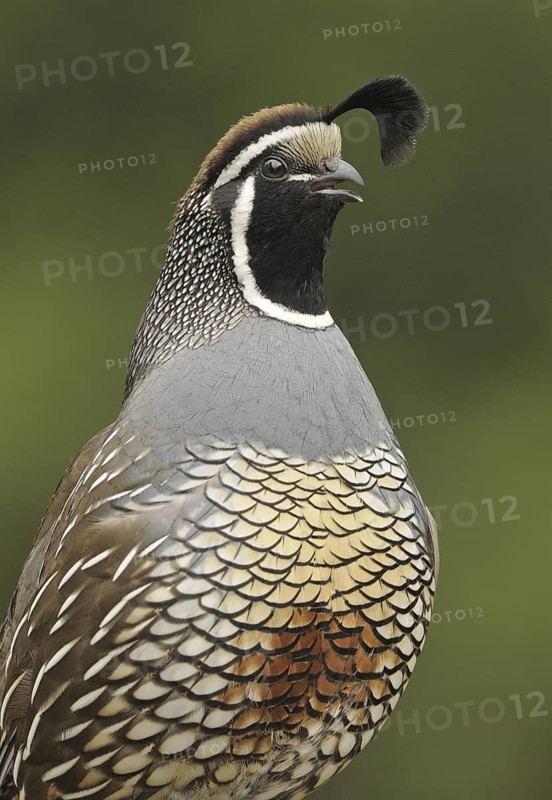 California Quail (Callipepla californica) male, Canada