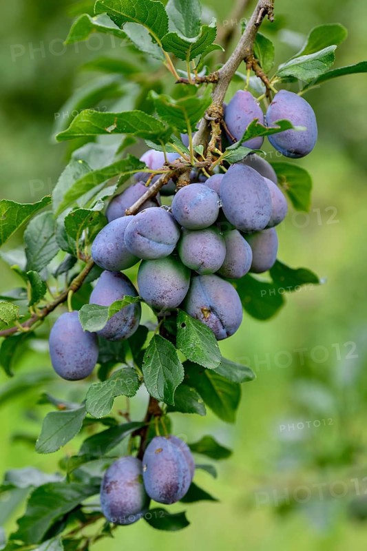 Ripe Plums (Prunus domestica) hanging on the tree, near Bühl, Rastatt district, Black Forest, Baden-Württemberg, Germany