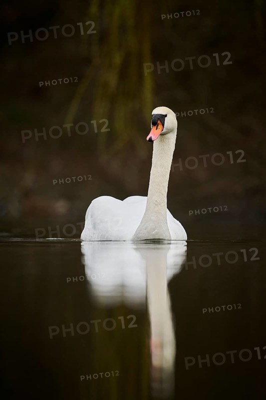Mute swan (Cygnus olor) swimming on a lake, Bavaria, Germany