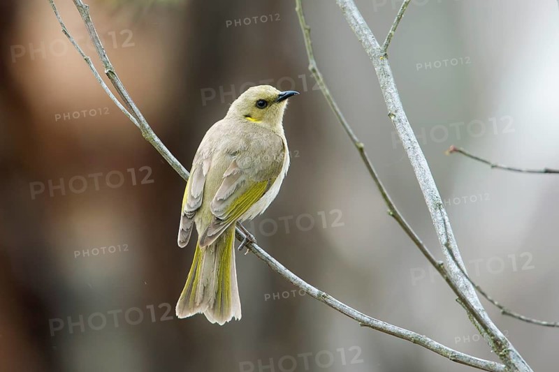 Fuscous Honeyeater (Ptilotula fusca), Victoria, Australia