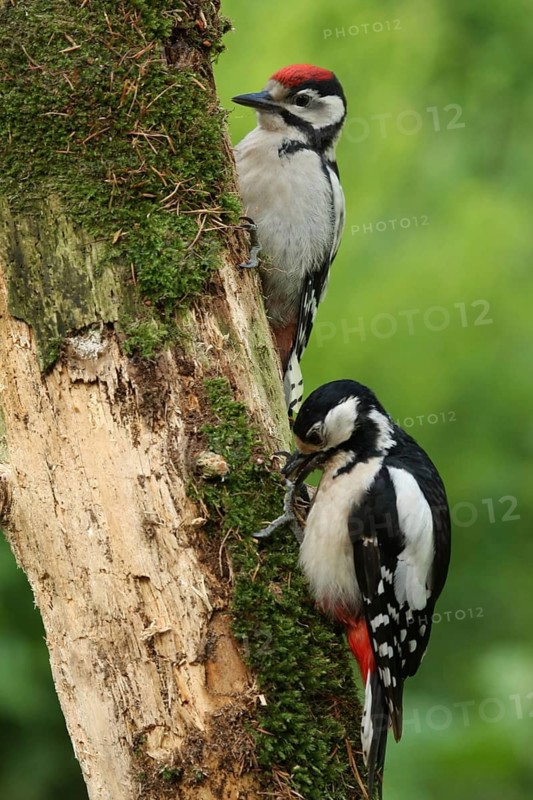 Great Spotted Woodpecker (Dendrocopos major) female with juvenile, Lower Saxony, Germany