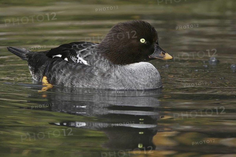 Common Goldeneye (Bucephala clangula) female, California, USA