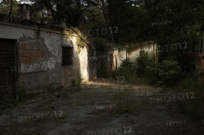 Ruined house in a pine forest near Ravenna, Italy