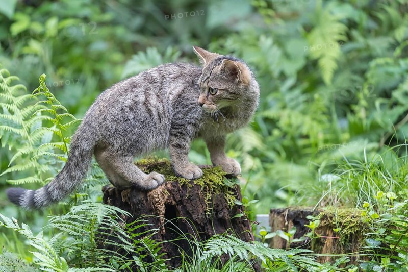One young european wildcat, Felis silvestris silvestris, resting on a cut tree stump. Green vegetation in the background