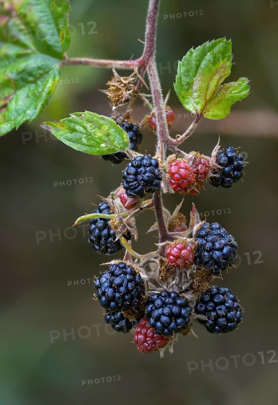 Blackberry, real blackberry, rubus fruticosus agg., blackberry, flora, fruit, fruits, high size, portrait format, plants, plants