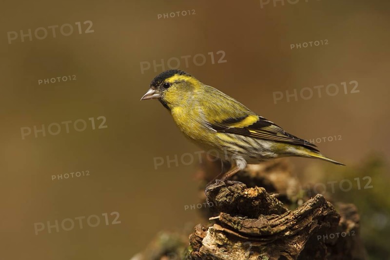 Eurasian Siskin (Spinus spinus) male, Utrecht, Netherlands