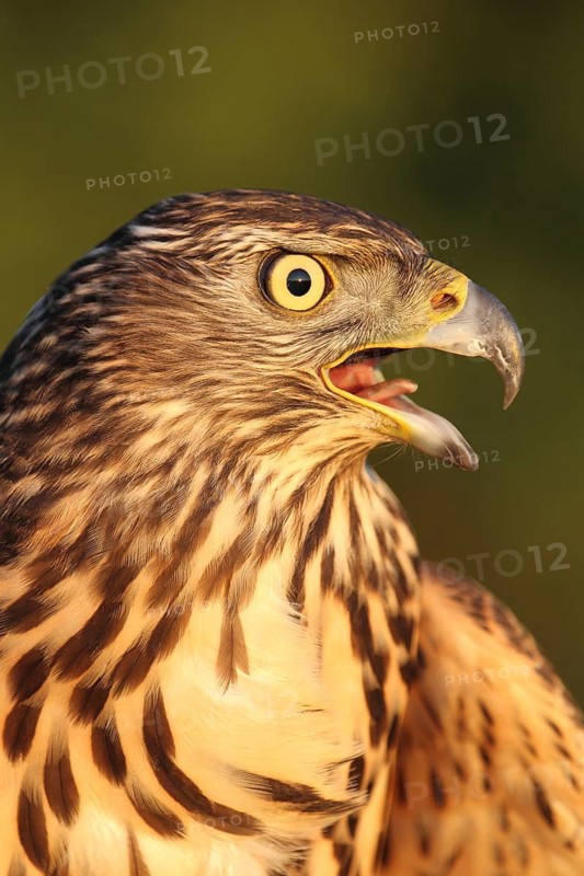 Northern Goshawk (Accipiter gentilis) juvenile female, Baden-Wuerttemberg, Germany