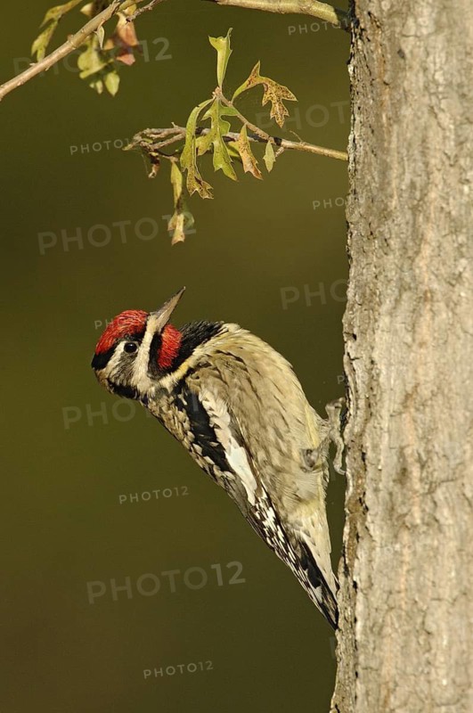 Yellow-bellied Sapsucker (Sphyrapicus varius) male, Texas, USA