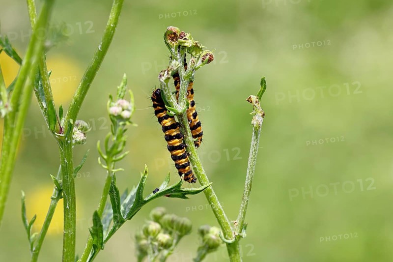 St. Jacob's weed bear or blood bear (Tyria jacobaeae), butterfly caterpillar, moth, family Arctiidae, caterpillar, feeds on St. Jacob's weed (Senecio jacobaea), Cochem, Moselle, Rhineland-Palatinate, Germany