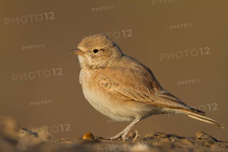 Bar-tailed Desert Lark - Sandlerche - Ammomanes cincturus, Marokko, adult
