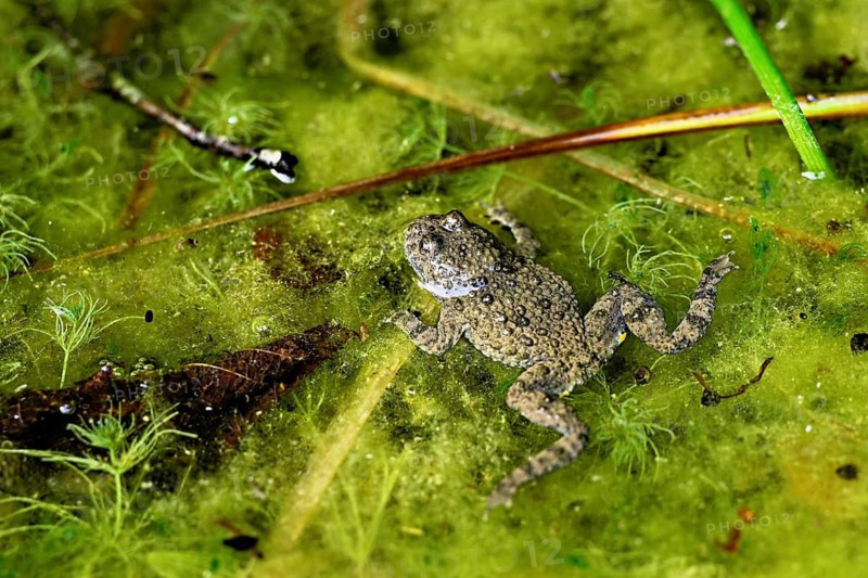 Yellow-bellied toad (Bombina variegata), in pond, Switzerland