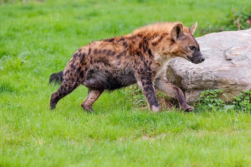 An adult female Spotted Hyena (Crocuta crocuta) runs across a green meadow