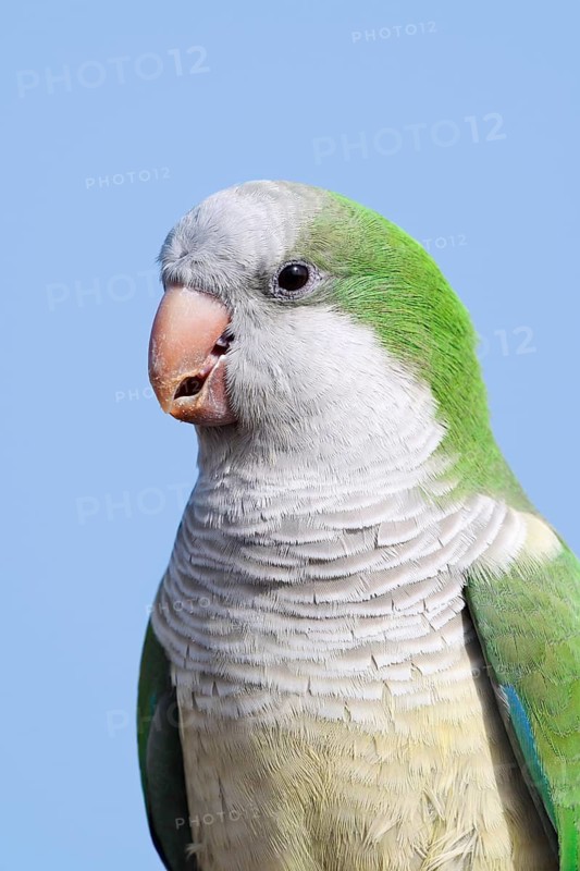 Monk Parakeet (Myiopsitta monachus), portrait, Fuerteventura, Canary Islands, Spain