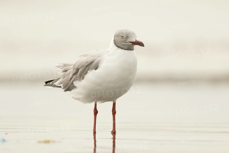 Grey-headed Gull (Chroicocephalus cirrocephalus), Gambia