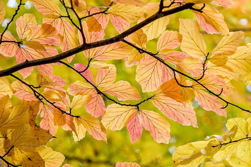 Persian ironwood (Parrotia persica), Treptower Park, Federal Republic of Germany