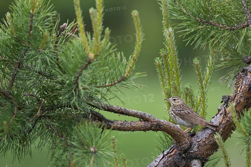 Tree Pipit - Baumpieper - Anthus trivialis ssp. trivialis, Russia