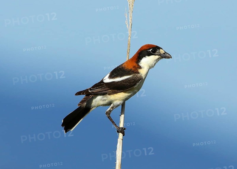 Woodchat Shrike (Lanius senator badius) male, French Riviera, France