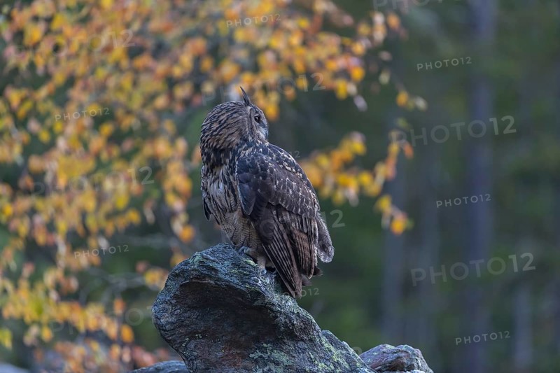 One Eurasian Eagle Owl, Bubo bubo, sitting on grey rocks, a birch tree in autumnal colors in the background. Early morning light