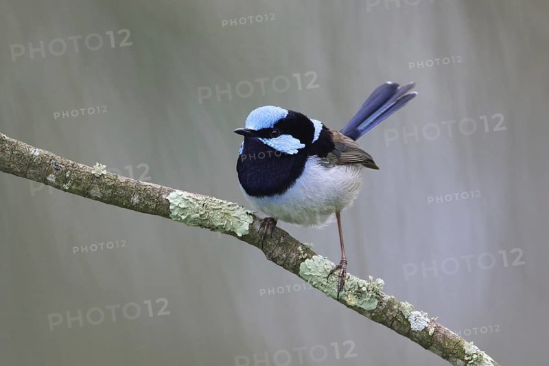 Superb Fairywren (Malurus cyaneus cyanochlamys) male perched on a branch, Victoria, Australia