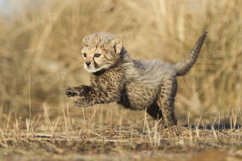 Cheetah (Acinonyx jubatus) cub jumping and running, Castile-La Mancha, Spain