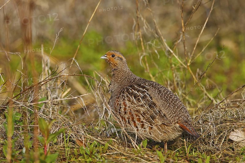 Grey Partridge (Perdix perdix) male, North Rhine-Westphalia, Germany