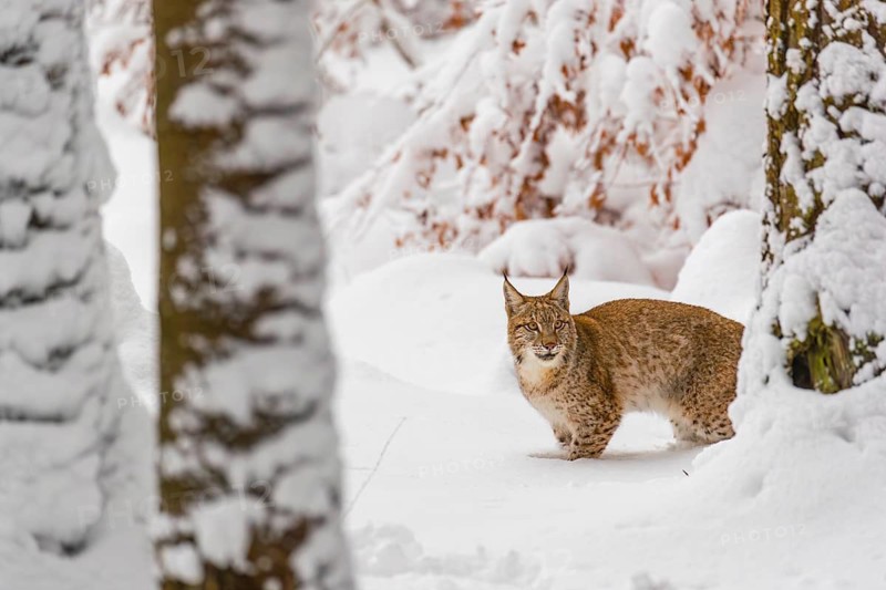 One young male Eurasian lynx, (Lynx lynx), walking through deep snow covered undergrowth in a forest