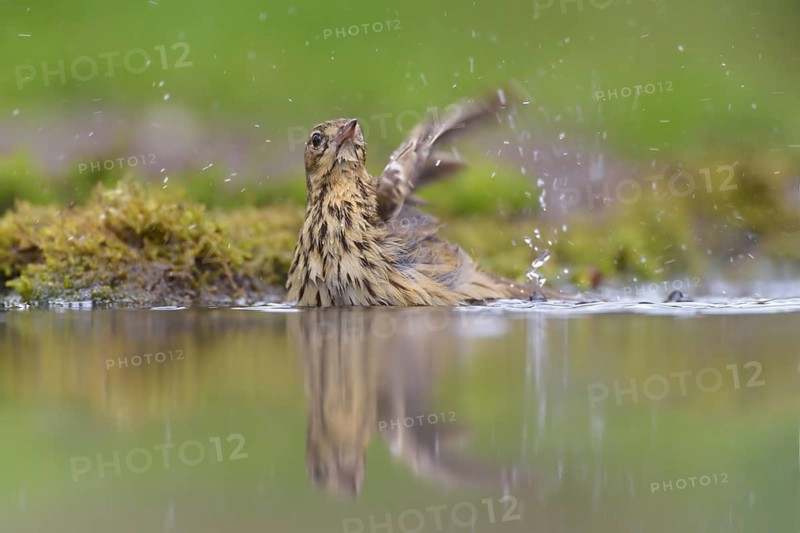 Tree Pipit (Anthus trivialis) bathing at a waterhole, Netherlands