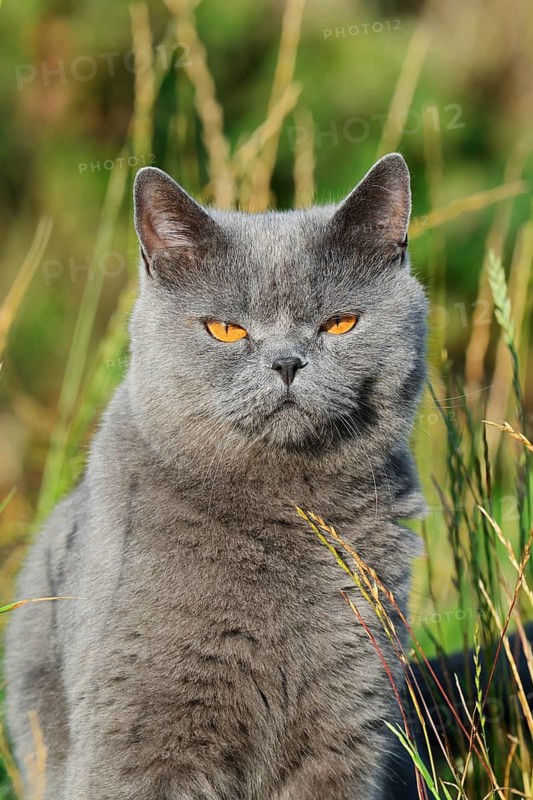 Exotic shorthair cat, portrait, North Rhine-Westphalia, Germany