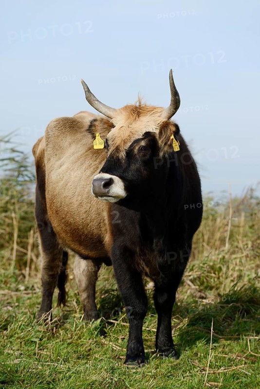 Heck cattle (Bos primigenius f. taurus), North Rhine-Westphalia, Germany