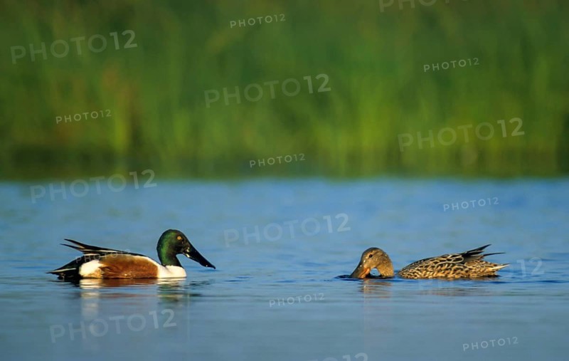 Anas Clypeata, Spoon Duck, Shoveler, Spatula Clypeata, Anatidae, Birds, Breeding Plumage, Ducks, Ducks, Ducks, Ducks, Ducks, Duckbirds, Female, Leo, Male, Gorgeous Dress, Birds, Waterbirds, Female