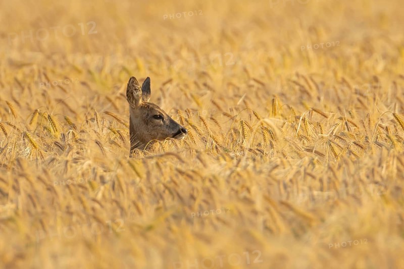 Roe deer (Capreolus capreolus) adult female doe animal in a farmland cereal field in summer, Suffolk, England, United Kingdom