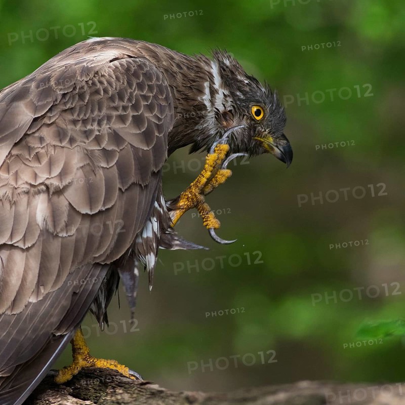 European Honey Buzzard (Pernis apivorus) scratching, Subotica, Serbia