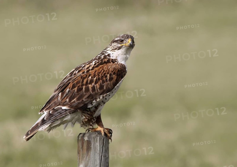 Ferruginous Hawk (Buteo regalis), Saskatchewan, Canada