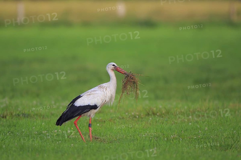 White Stork (Ciconia ciconia) with nesting material, North Rhine-Westphalia, Germany