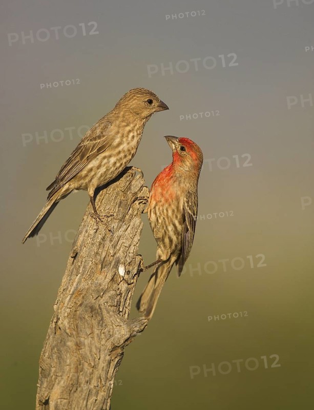 House Finch (Haemorhous mexicanus) pair, Arizona, USA