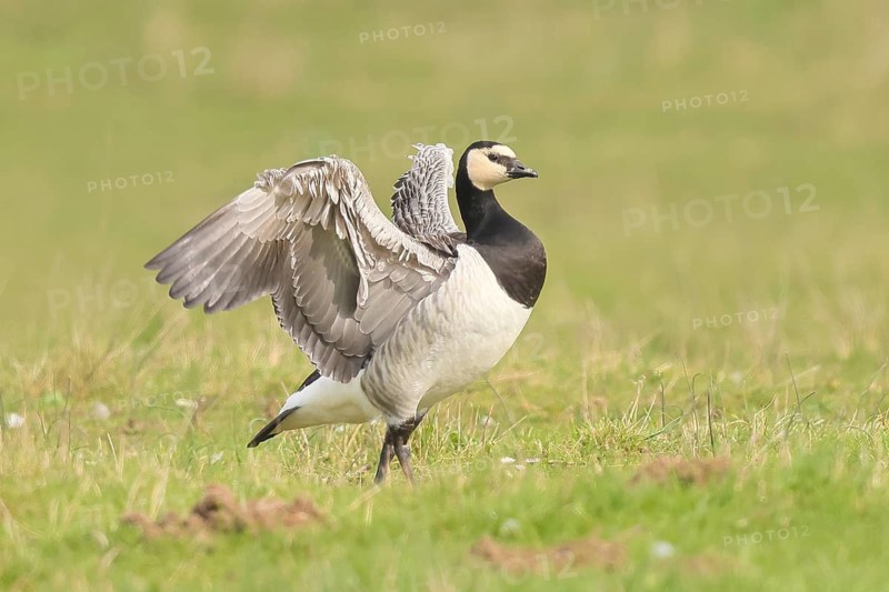 White-fronted goose or barnacle goose (Branta leucopsis), stands flapping its wings in the wintering area in a meadow, nature photography, wildlife, animals, bird, goose, nature reserve on the Rhine, old Rhine arm, near Xanten, Lower Rhine, Wesel district, one of the few floodplain landscapes in Germany, in winter over 20, 000 wild birds rest here, many Arctic goose species spend the winter, North Rhine-Westphalia, Germany