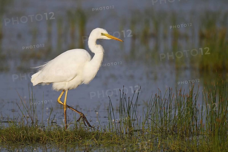 Great Egret (Ardea alba) foraging, Greece