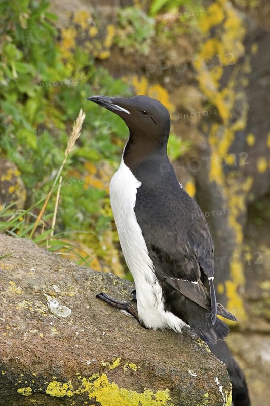 Thick-billed Murre (Uria lomvia), Alaska, USA