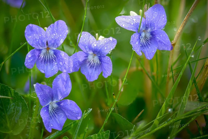 Grove violets, viola riviniana, violaceae, common dog-violet, flora, plants, plants