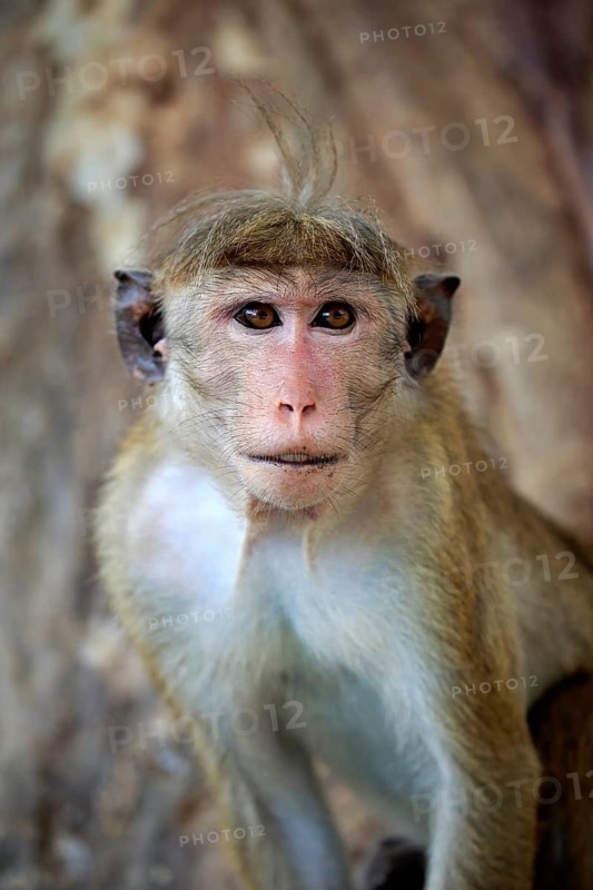 Ceylon hat monkey (Macaca sinica), adult portrait, Yala National Park, Sri Lanka